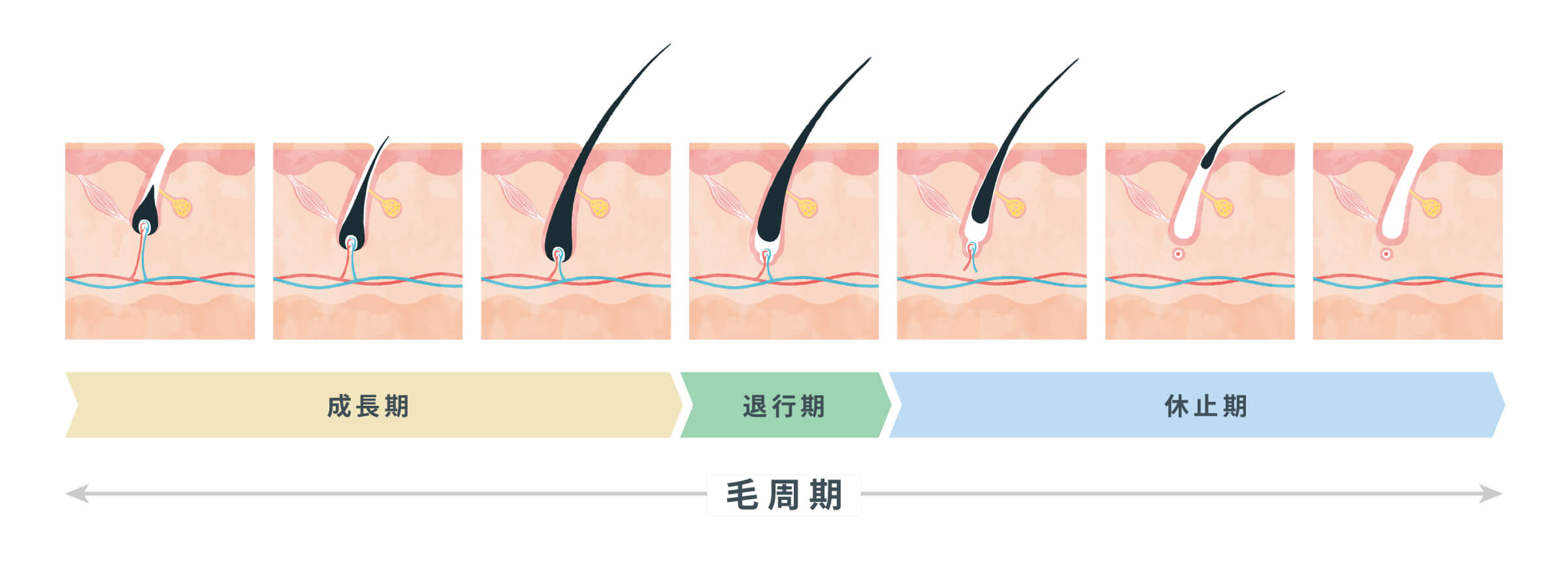 毛の成長期・退行期・休止期